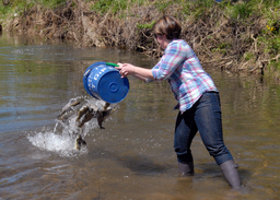 Stocking the creek with trout, Allegheny County